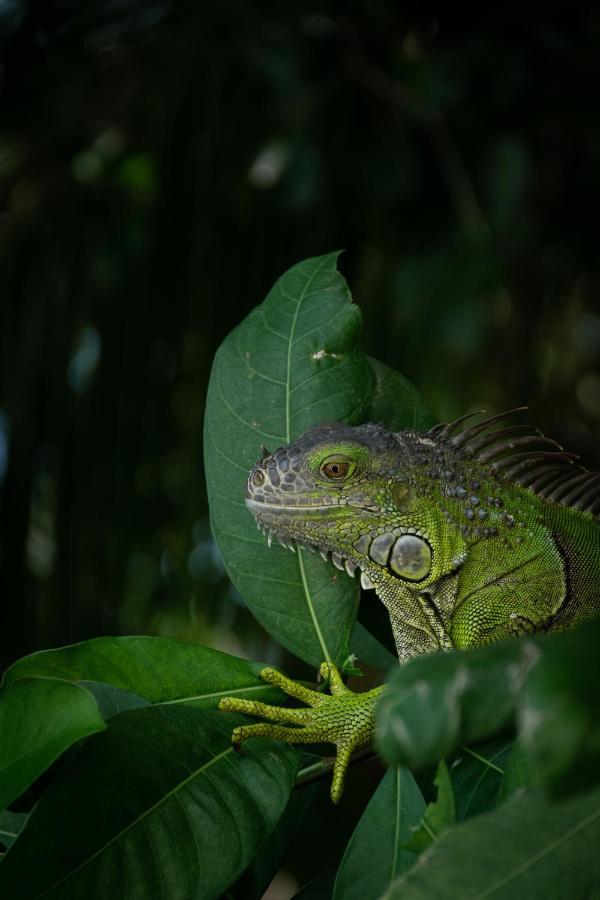 Cabanas Hostal & Camping Magic Bacalar Luaran gambar